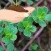 Green Purslane Seeds - 1 oz - Heirloom, Non-GMO - Perennial Garden Green, and Tangy Microgreens - Vegetable Gardening Seed   565582680